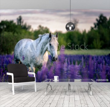 Picture of Portrait of a grey horse among lupine flowers